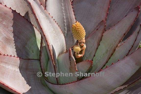 aloe capitata var quartziticola 2 graphic